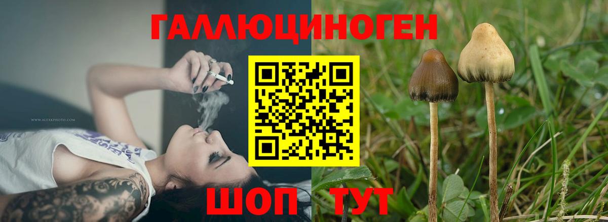 Псилоцибиновые грибы Psilocybine cubensis  Вход с VPN  Урус-Мартан 